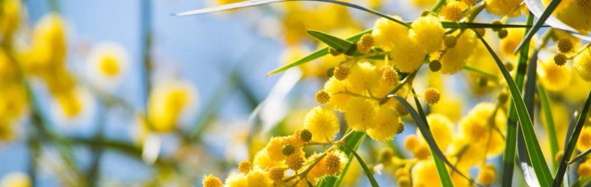 Close up image of wattle
